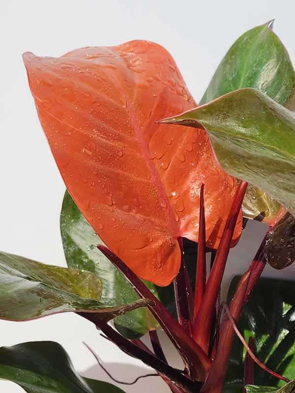 Philodendron Sun Red Plant - Image 7