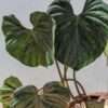Philodendron Silver Shield Plant