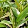 Philodendron Wend Imbe Variegated Plant