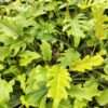 Checkout Special, Philodendron Xanadu Lime Variegated, limit 1