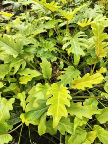 Checkout Special, Philodendron Xanadu Lime Variegated, limit 1
