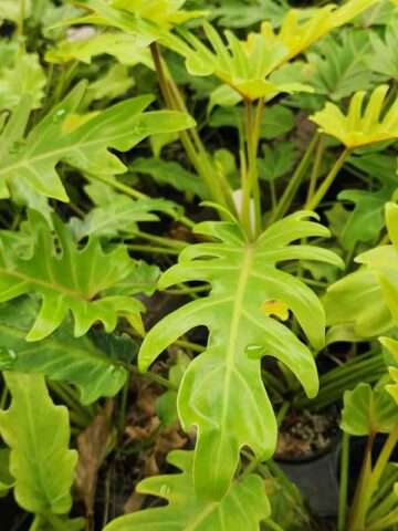 Checkout Special, Philodendron Xanadu Lime Variegated, limit 1 - Image 2