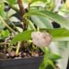 Anthurium Scandens String of Pearls Plant