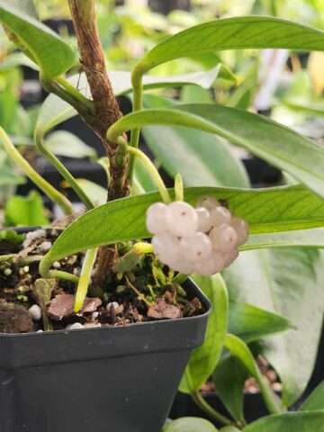 Anthurium Scandens String of Pearls Plant