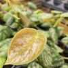 Rare! Philodendron Peru Pink Round Leaf (best indoors)