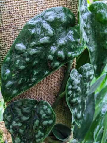 Scindapsus Bentol Black Mamba Plant - Image 4