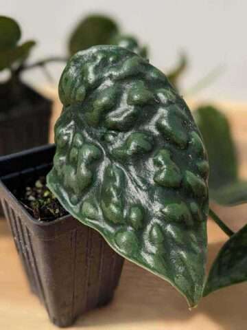 Scindapsus Bentol Black Mamba Plant - Image 2