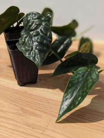 Scindapsus Bentol Black Mamba Plant