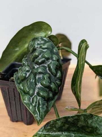 Scindapsus Bentol Black Mamba Plant - Image 5