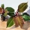 Philodendron Sun Red Plant