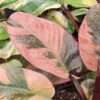 Lg. Philodendron Black Cardinal Variegated