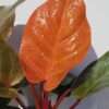Checkout Special, Philodendron Sun Red, limit 1
