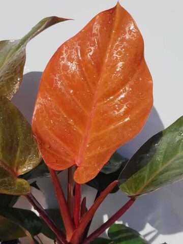 Checkout Special, Philodendron Sun Red, limit 1