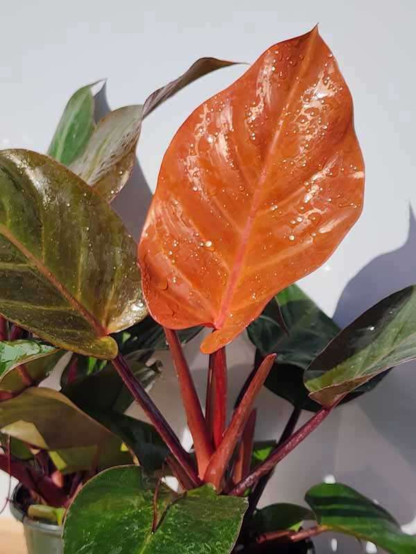 Philodendron Sun Red Plant - Image 5
