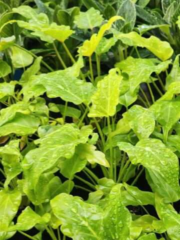 Checkout Special, Philodendron Xanadu Lime Variegated, limit 1 - Image 7
