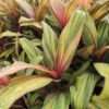 Lg. Multi Plant Bolero Tri-Color Hawaiian Ti (cordyline sp.)