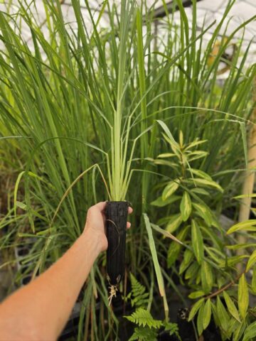 Lg. Citratus Lemongrass Best For Tea & Aroma (cymbopogon citratus) - Image 2