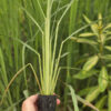 Lg. Citratus Lemongrass Best For Tea & Aroma (cymbopogon citratus)