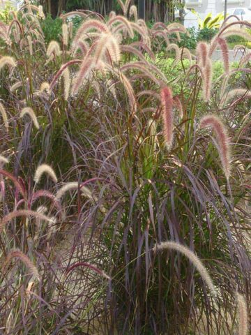 Lg. Red Fountain Grass (pennisetum setaceum)