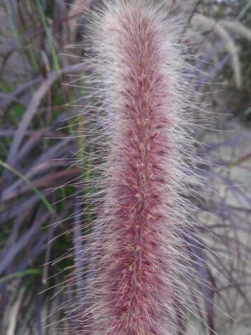 Lg. Red Fountain Grass (pennisetum setaceum) - Image 3
