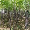 Lg. Black Cherry Sugarcane Plant (saccharum officinarum)
