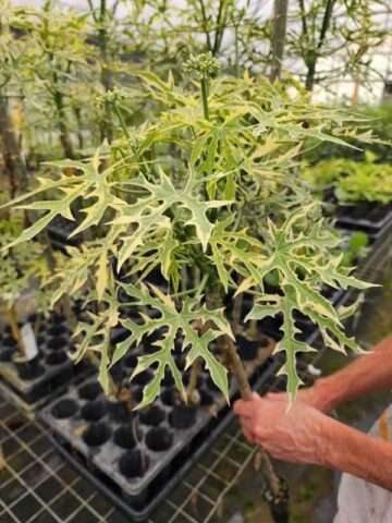Alternative view of Lg. Variegated Maya Spinach Tree (cnidoscolus chayamansa)