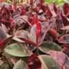 Lg. Red Passion Ficus Elastica Ruby (ficus sp.)