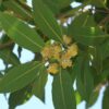Savory Bay Leaf Tree (laurus nobilis)