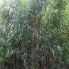 XL Square Stem Bamboo (chimonobambusa quadrangularis grove, running)