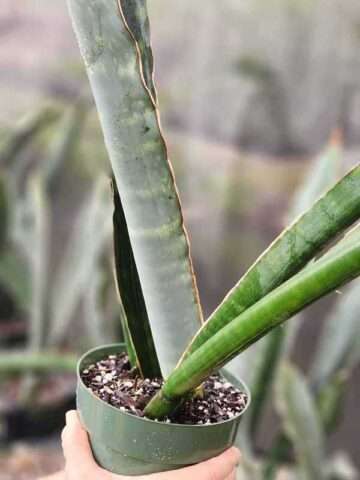 Alternative view of XL Gorgeous Kiboko African Super Clone, Largest Known Snake Plant (sansevieria)