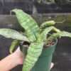 XL New Introduction Cleopatra Snake Plant (sansevieria pulchra hybrid)