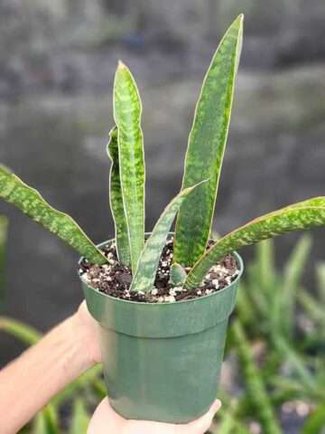 XL Showy Fischeri Leopard Bat Snake Plant (sansevieria) - Image 3