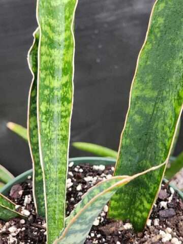 XL Showy Fischeri Leopard Bat Snake Plant (sansevieria)
