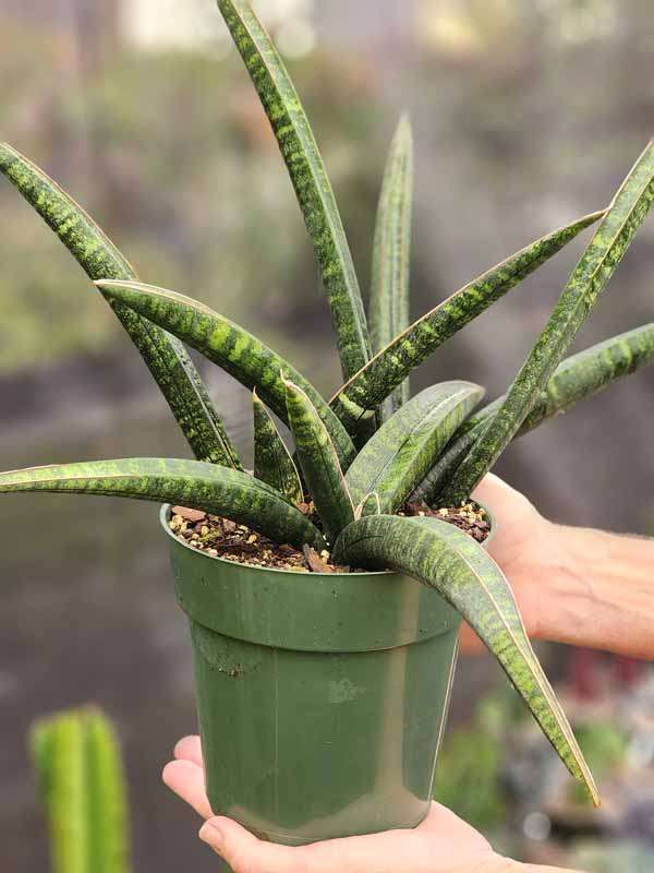 XL Collectors Fischeri Singularus Snake Plant (sansevieria)
