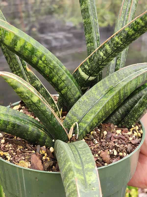 XL Collectors Fischeri Singularus Snake Plant (sansevieria) - Image 2