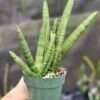 XL Showy Giant Starfish Snake Plant Deep Sea (sansevieria hybrid)