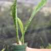 XL Mottled Canoe-Like Horwoodii Snake Plant (sansevieria)