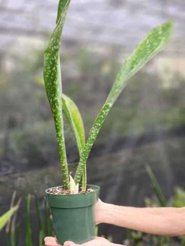 XL Mottled Canoe-Like Horwoodii Snake Plant (sansevieria)