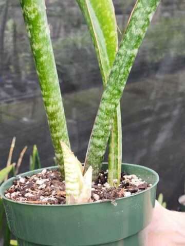 XL Mottled Canoe-Like Horwoodii Snake Plant (sansevieria) - Image 3