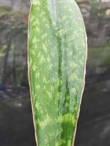 XL Mottled Canoe-Like Horwoodii Snake Plant (sansevieria) - Image 2