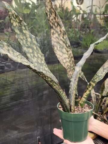 XL Kirkii Pulchra Coppertone Snake Plant (sansevieria pulchra hybrid)