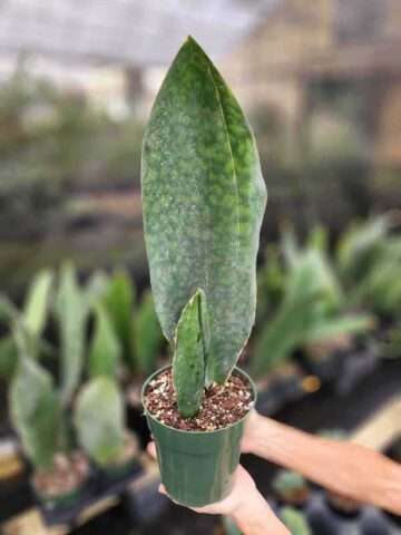 XL Huge Masoniana Splendens Wide Leaf Snake Plant (sansevieria)