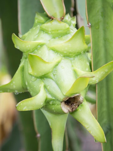 Alternative view of White Dragon Fruit Cactus (hylocereus undetus)