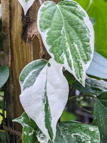 Variegated Real Black Pepper Plant