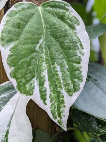 Alternative view of Variegated Real Black Pepper Plant