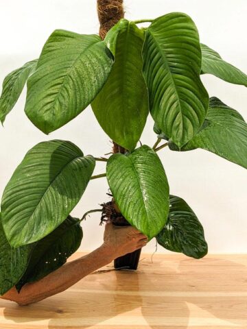 Lg. Rhaphidophora Hookeri Plant