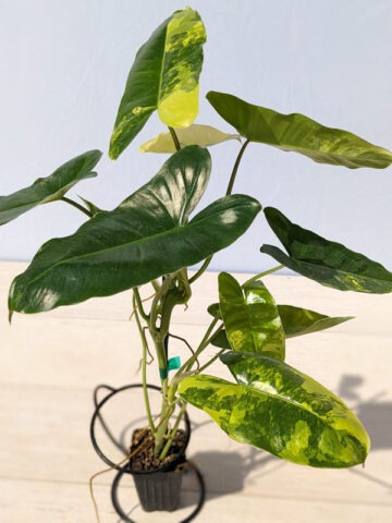 Alternative view of Checkout Special, Philodendron Burle Marx Aurea Variegata Plant