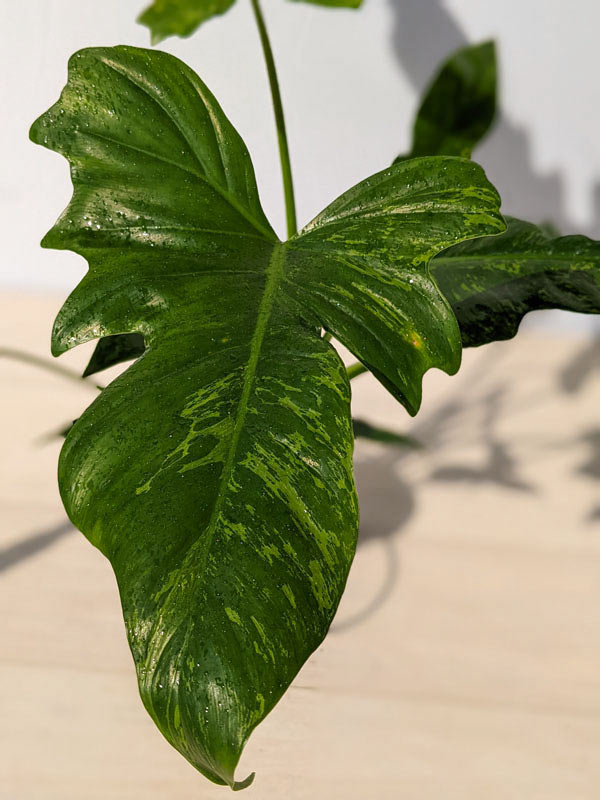 Philodendron Golden Dragon Plant - Image 3