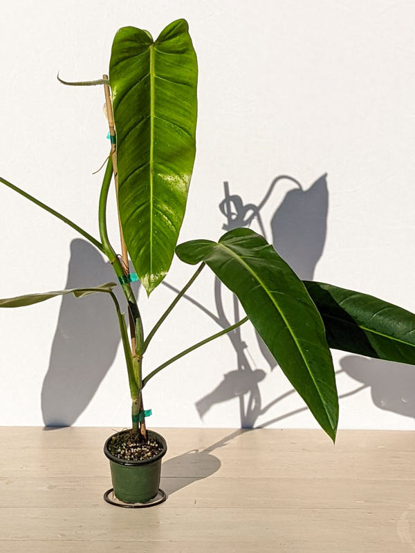 Philodendron Lancigerum Plant (saggitifolium narrow) - Image 6