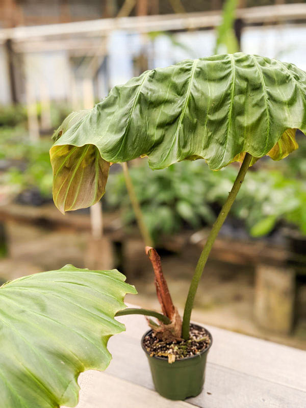 Lg. Philodendron Corsinianum Giant Plant - Image 9